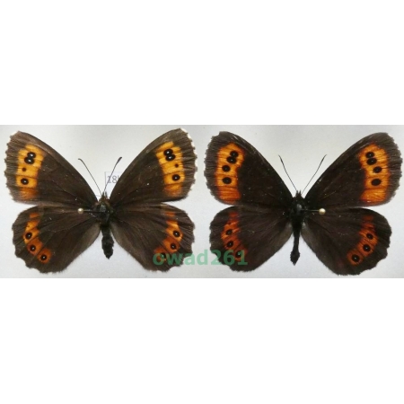 Erebia ligea (Linnaeus, 1758) pair Czech18b